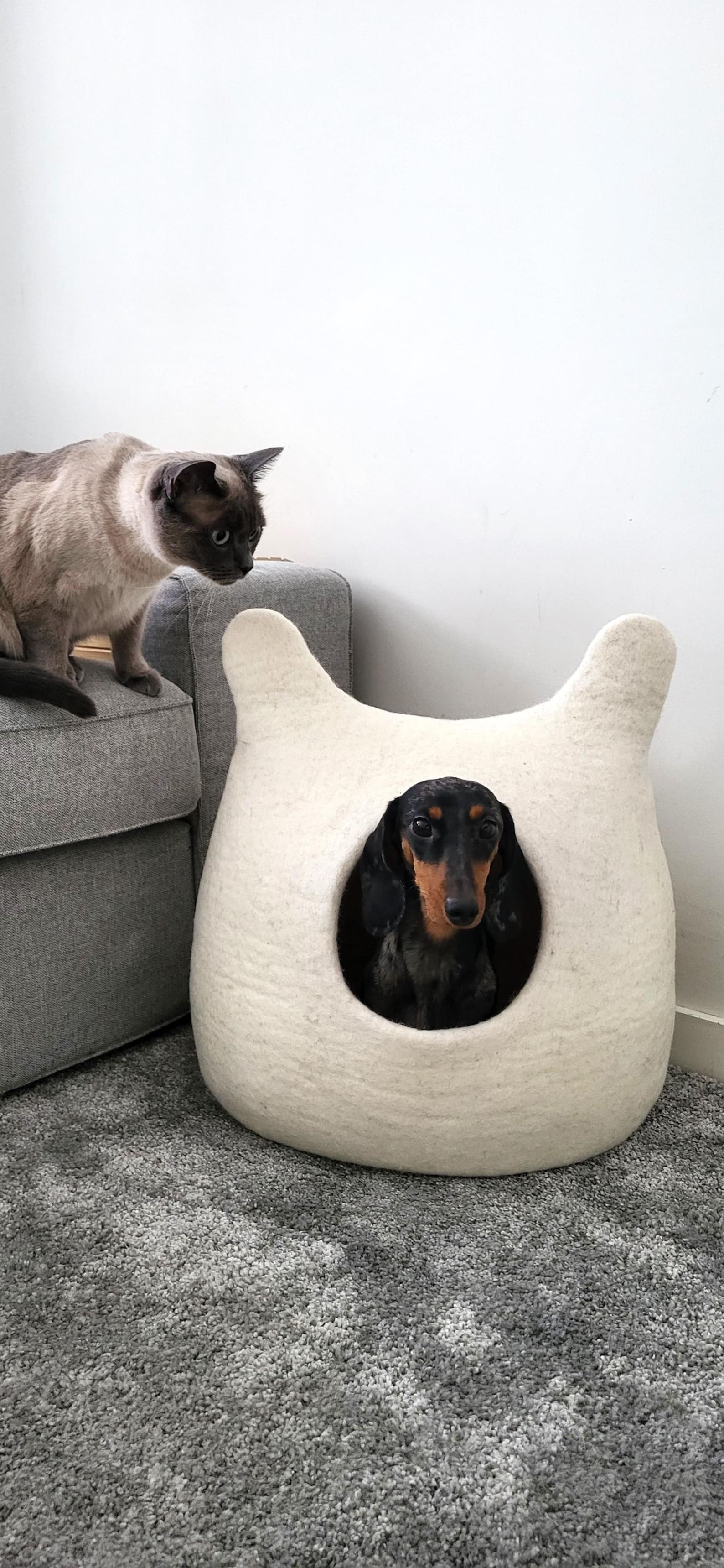Pawlagom Handmade Cozy Woolen Bed for Cats and Dogs | 100% Natural Pet Nest Made in Poland | Custom Colors (50x50cm)