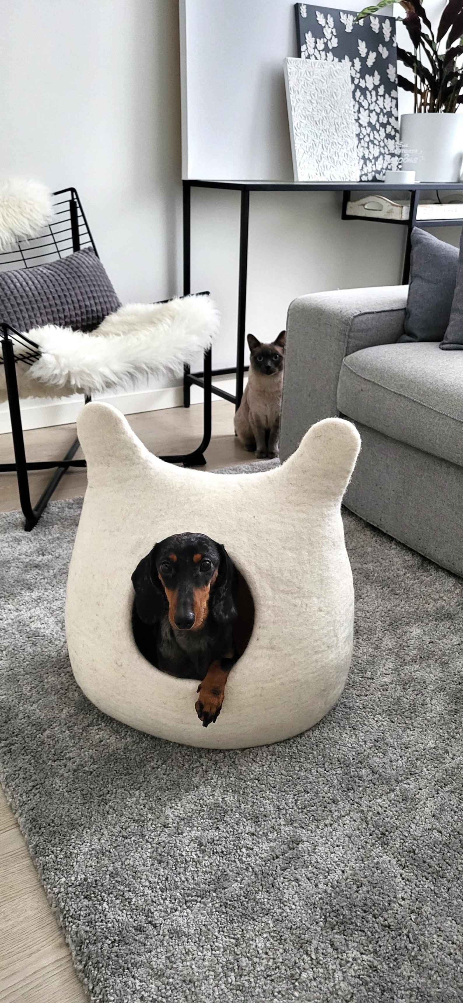Pawlagom Handmade Cozy Woolen Bed for Cats and Dogs | 100% Natural Pet Nest Made in Poland | Custom Colors (50x50cm)